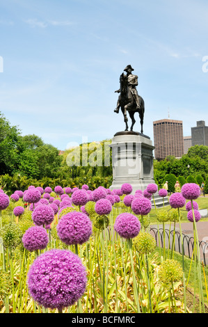 Boston Public Gardens adiacente al Boston Common con il gigante Allium piante in fiore e la statua di George Washington Foto Stock