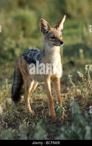 Foto di stock di un nero-backed jackal permanente sulla breve pianura erbosa di Ndutu, Tanzania, febbraio 2009. Foto Stock