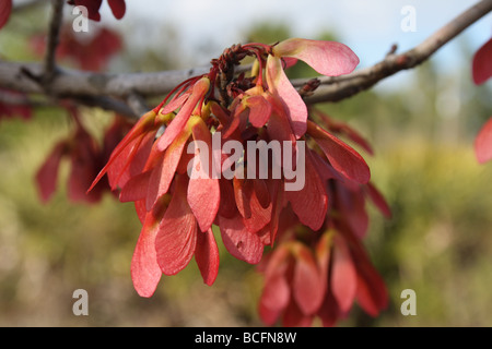 Acero Rosso (G. Lumis) Frutta - chiavi di acero (samaras), in cluster a fine maggio o primi di giugno. Foto Stock