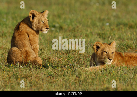 Stock Foto di due cuccioli di leone in appoggio in erba insieme, Serengeti National Park, Tanzania, febbraio 2009. Foto Stock