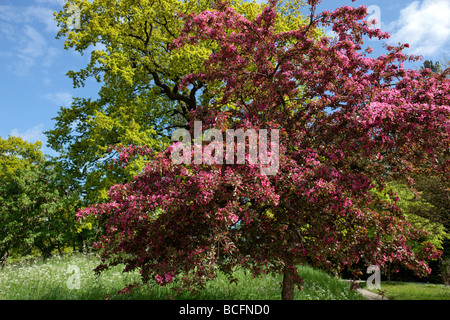 "Hopa' Crabapple ornamentali, Purpurapel (Malus x adstringens) Foto Stock