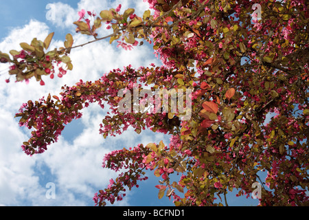 "Hopa' Crabapple ornamentali, Purpurapel (Malus x adstringens) Foto Stock