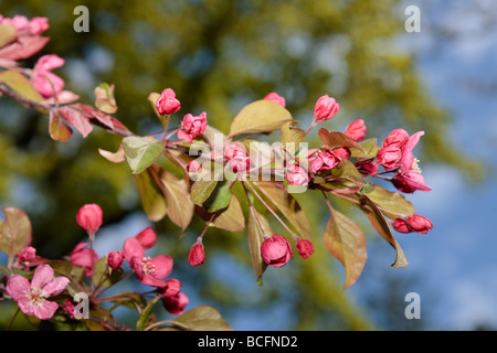 "Hopa' Crabapple ornamentali, Purpurapel (Malus x adstringens) Foto Stock