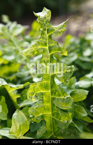 Bear's calzoncini, Mjukakantus (mollis acanto) Foto Stock