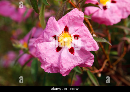 "Betty Taudevin' viola a fiore rock rose, cisto (Cistus x purpureus) Foto Stock