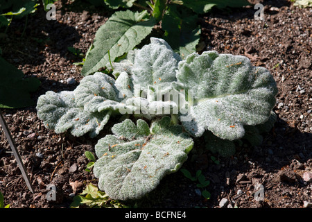 Argento, Salvia Silversalvia (Salvia argentea) Foto Stock