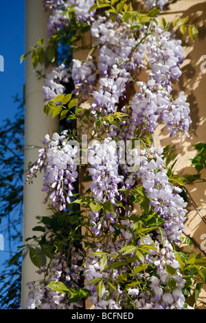 Il glicine giapponese, Japansk blåregn (Wisteria floribunda) Foto Stock