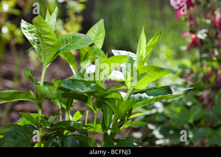 'Mia Ruys' giardino Phlox, Höstflox (Phlox paniculata) Foto Stock