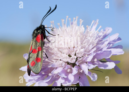 Sei-spot Burnett Moth alimentazione su Scabious fiore Foto Stock