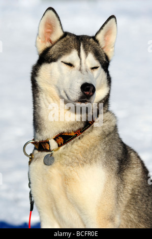 Un Alaskan Malamute Sled Dog godendo il sole Foto Stock