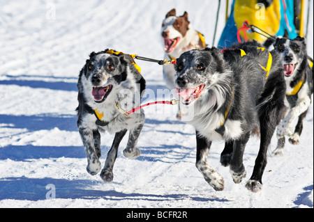Un team di graysters tirando una slitta trainata da cani attraverso la neve. Foto Stock