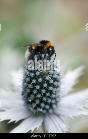 Bombus Lucorum. White Tailed Bumble Bee su Eryngium giganteum 'Silver fantasma' mare holly in un paese di lingua inglese giardino Foto Stock