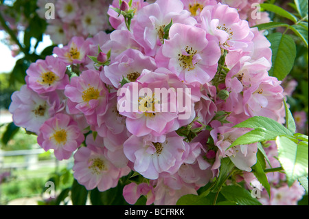 Rosa arrossire rambling rosa con luce a tazza semi di rosa Fiori doppi. Foto Stock