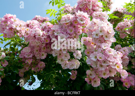 Rosa arrossire rambling rosa con luce a tazza semi di rosa Fiori doppi. Foto Stock