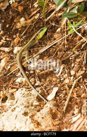 Lacerta laevis lucertola trovata in Cipro Israele Giordania Libano Territori palestinesi in Siria e Turchia Foto Stock