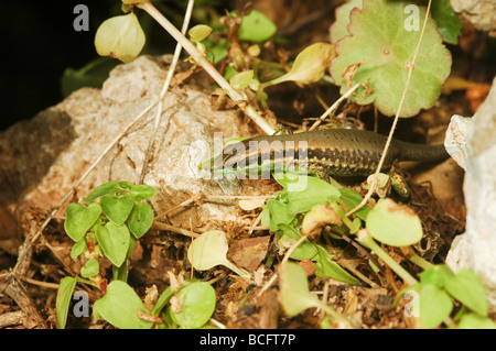 Lacerta laevis lucertola trovata in Cipro Israele Giordania Libano Territori palestinesi in Siria e Turchia Foto Stock