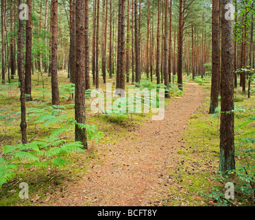 Pineta Frensham Surrey in Inghilterra REGNO UNITO Foto Stock