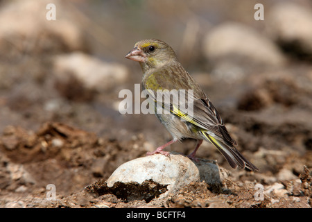 Verdone Carduelis chloris Bulgaria Giugno 2009 Foto Stock