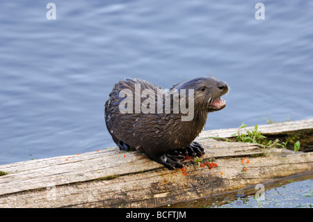 Foto di stock di una lontra di fiume pup in piedi su un registro, la fonazione, il Parco Nazionale di Yellowstone, 2009. Foto Stock