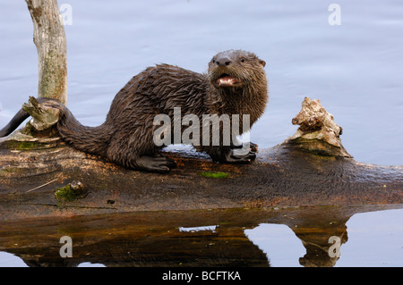 Foto di stock di una lontra di fiume pup in piedi su un registro, la fonazione, il Parco Nazionale di Yellowstone, 2009. Foto Stock