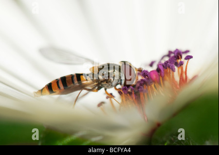 Hoverfly 'Syrphus torvus' alimentazione su Livinstone fiore a margherita Foto Stock