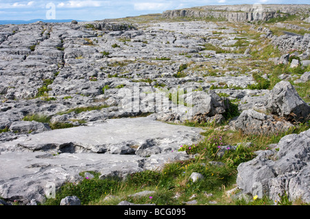 Roccia calcarea formazioni, Burren, County Clare, Irlanda Foto Stock