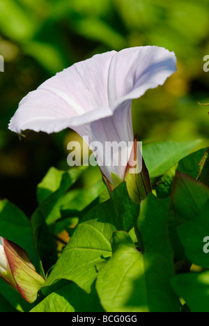 Campo campo centinodia gloria di mattina piccola centinodia Convolvulus arvense Foto Stock