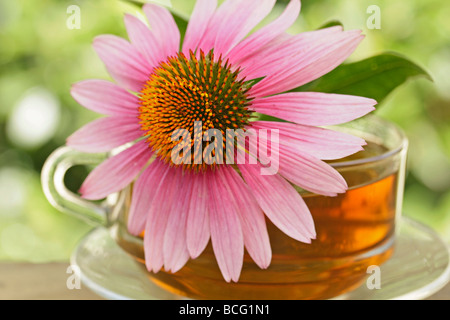 Purple coneflower infuso Echinacea purpurea Foto Stock