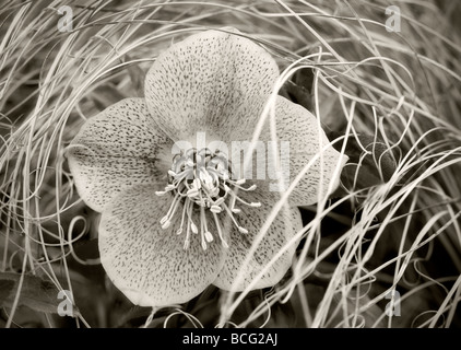 Pink Lady Veratro in fiore cadono erbe Al vivaio s Woodburn Oregon Foto Stock