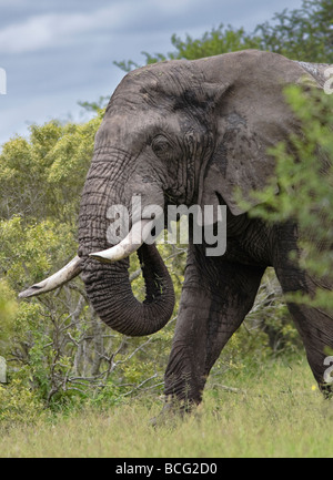 elefante africano (Loxodonta africana) bull che attraversa il cespuglio. L'animale mostra le sue grandi zusche. Kruger National Park Sudafrica Foto Stock