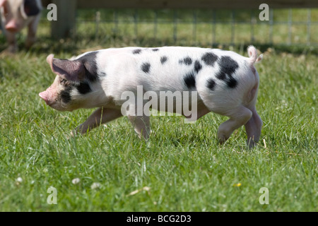 Gloucester Old Spot maialino Foto Stock