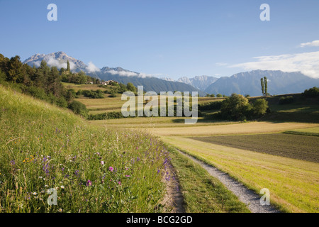 Imst Tirolo Austria Europa giugno estate fiori alpini accanto a via attraverso prati nella verde valle di prima mattina Foto Stock