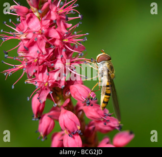 Hoverfly (Episyrphus balteatus), Francia Foto Stock