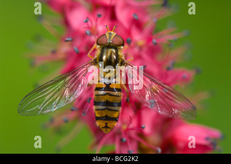 Hoverfly (Episyrphus balteatus), Francia Foto Stock