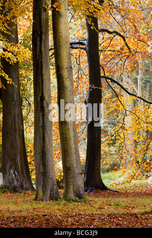 Faggi con colore di autunno, Thorp Perrow arboreto, Yorkshire Foto Stock