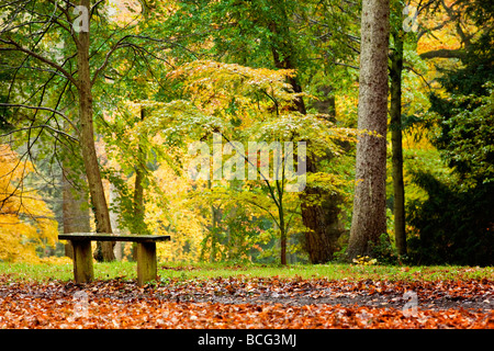 I colori autunnali a Thorp Perrow arboreto, Yorkshire Regno Unito Foto Stock