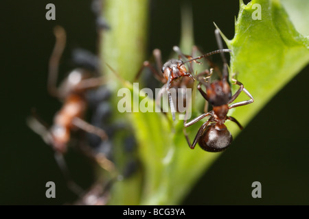 Due cavallo formiche (formica rufa) in posa minacciosa. Foto Stock