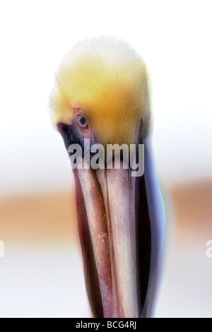 Brown Pelican Pelecanus occidentalis arte uniche Foto Stock