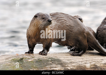 Foto di stock di una lontra di fiume in piedi su un log in uno stagno, il Parco Nazionale di Yellowstone, 2009. Foto Stock