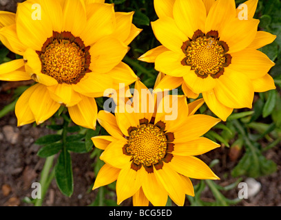 Vista dettagliata del giallo dei fiori gazania Foto Stock