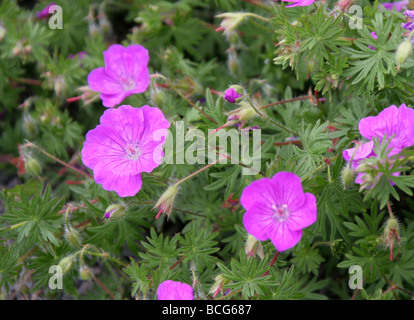 Bloody Cranesbill, Geranium sanguineum, Geraniaceae, Europa Foto Stock