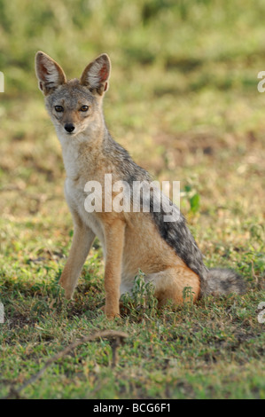 Foto di stock di un nero-backed jackal seduto sulla breve pianura erbosa di Ndutu, Tanzania, febbraio 2009. Foto Stock