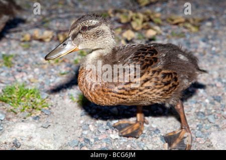 Il Germano Reale, Gräsand (Anas platyrhynchos) Foto Stock