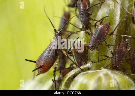 Afidi del genere Uroleucon, probabilmente Uroleucon cfr murale Foto Stock