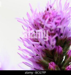 Liatris su bianco arte fotografia Jane Ann Butler JABP Fotografia415 Foto Stock