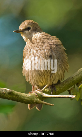 Giovani Starling sturnus vulgaris in apple tree nella contea di Lancashire Regno Unito. Foto Stock