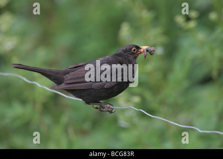 Merlo, maschio. Foto Stock