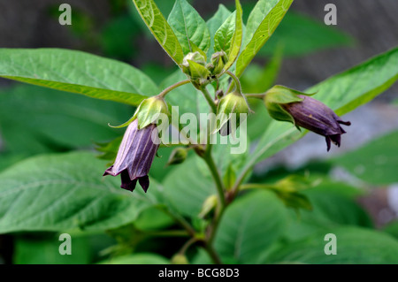 La mortale Nightshade, atropa belladonna, in fiore Foto Stock