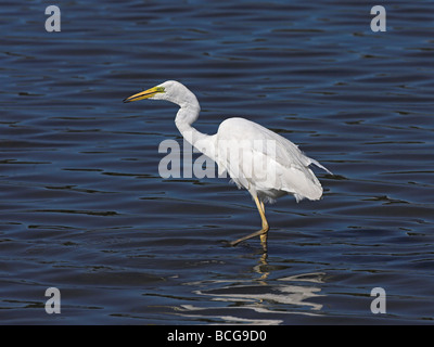 Grande airone bianco, Egretta alba, in piedi nel profondo blu acqua di alimentazione Foto Stock