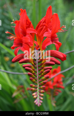 Il luminoso rosso dei fiori di Crocosmia presi in Calderstones Park, Liverpool, Regno Unito Foto Stock